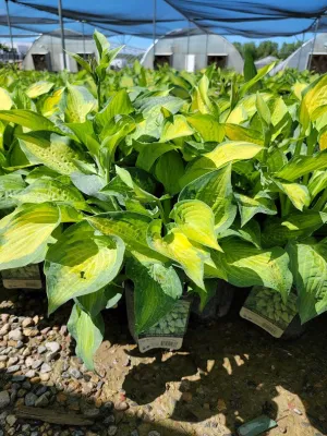 #1 hosta pauls glory